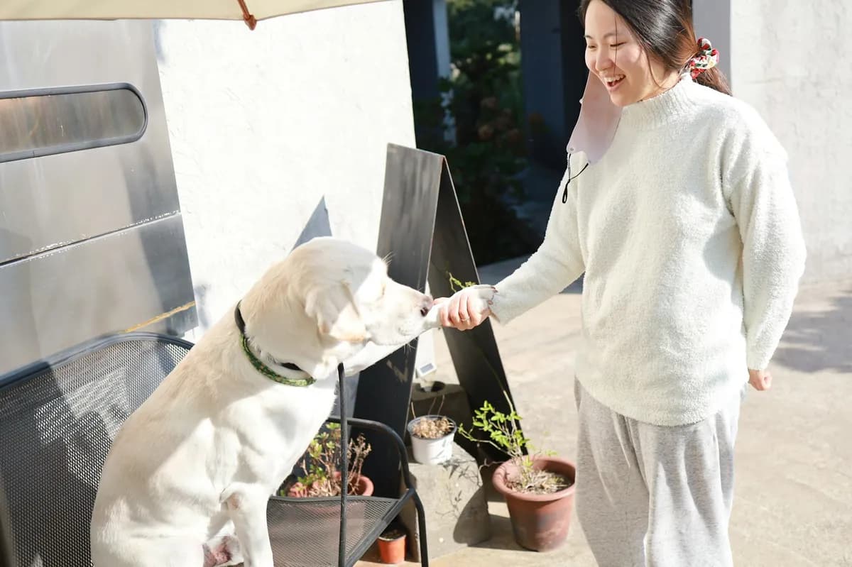 반려동물 동반 카페 참고 예시 이미지 · 실제 업체 사진 아님