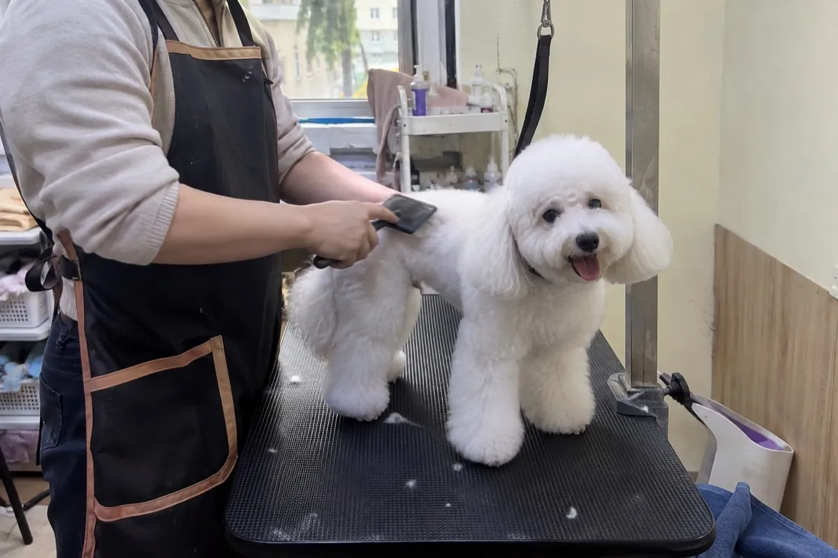 애견미용 예시 이미지 · 실제 업체 사진 아님